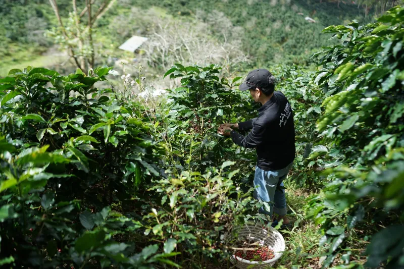 From Cloud-Covered Slopes to Your Cup: Following Taipei's Specialty Coffee All the Way Back to the Source